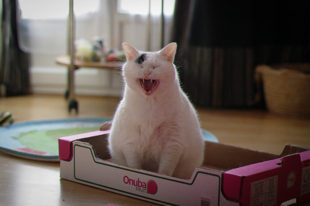 星火燎原,李梓嘉点燃赛场,马来西亚队险胜丹麦演绎逆转传奇