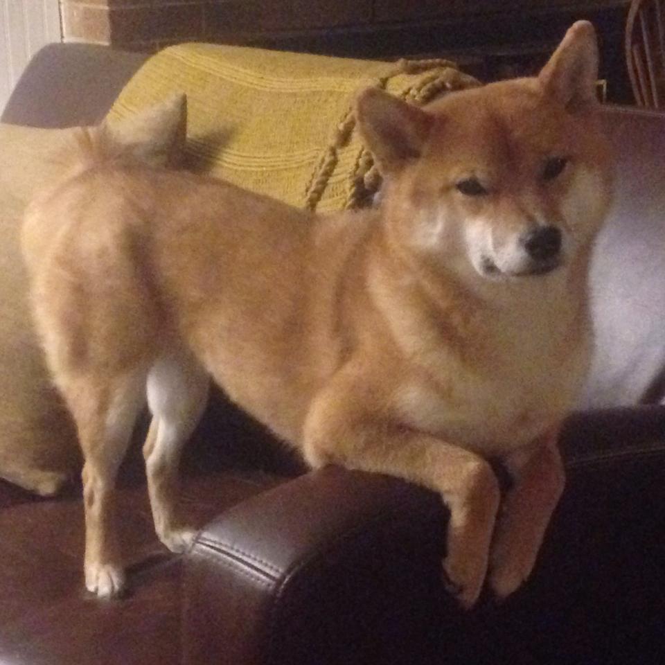 爱游戏大厅-北欧冷雨与东方热浪，体育精神的平行交响