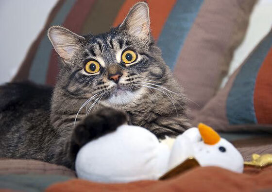 格纳布里,闪击北美夜空的日耳曼流星