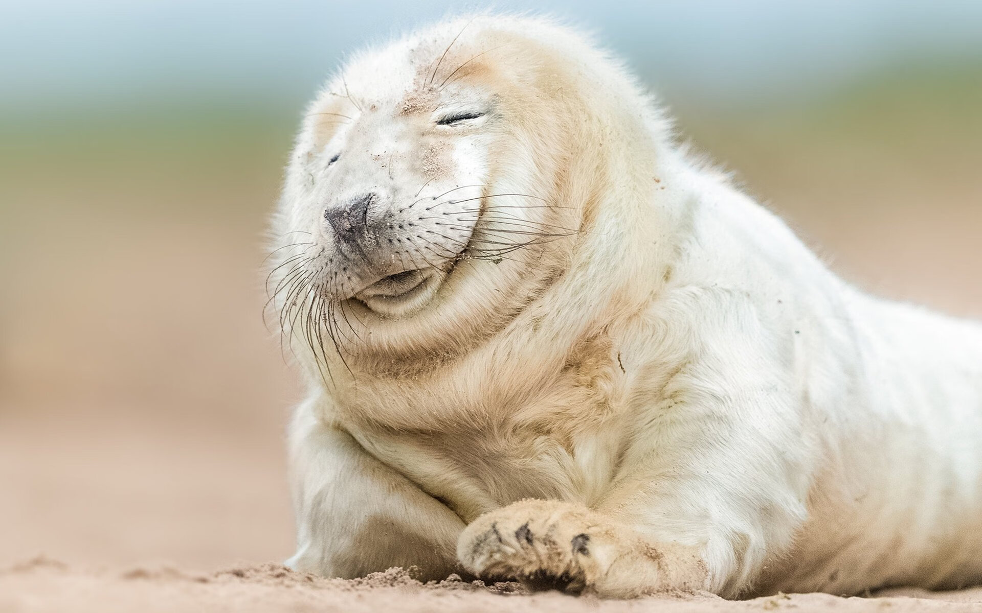 伊朗粉碎奥地利,一位名叫加维的奥地利人,如何成为对手的关键先生?