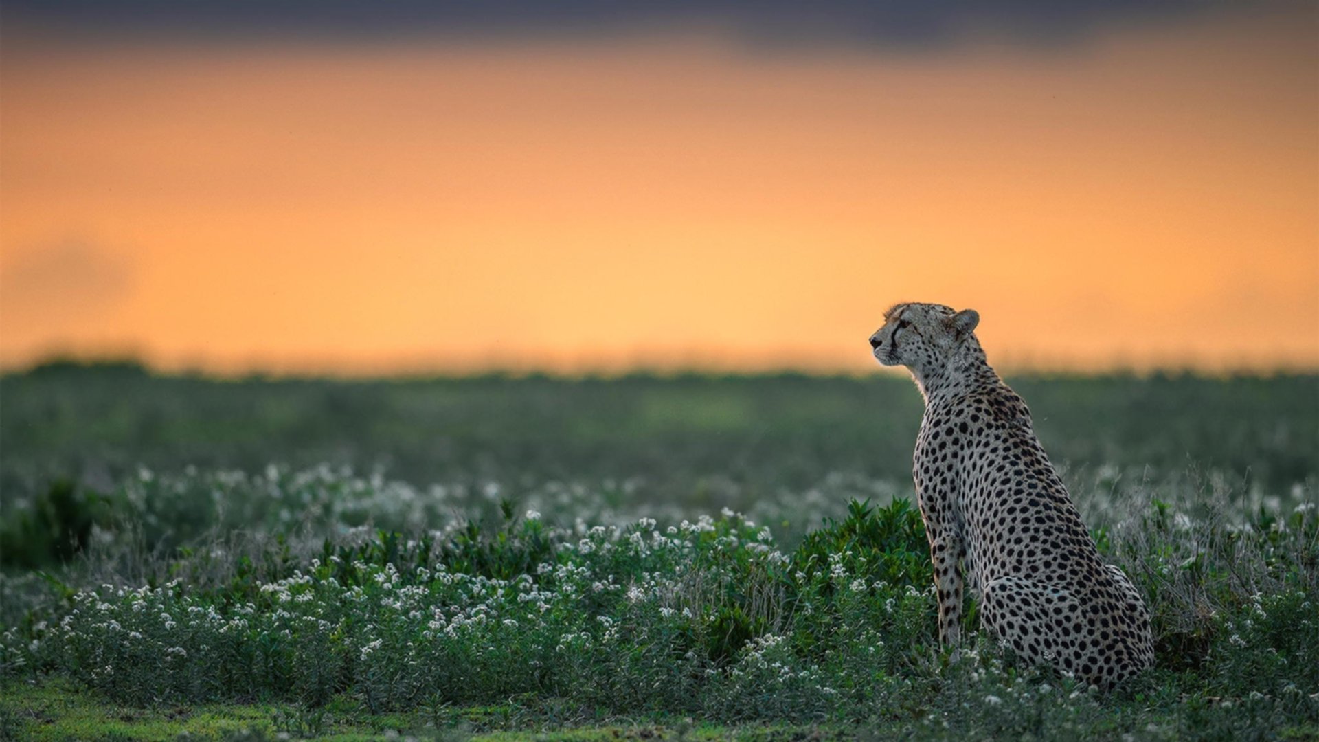 奥运周期下的足球焦点战,尤文图斯击溃贝蒂斯彰显关键斗志