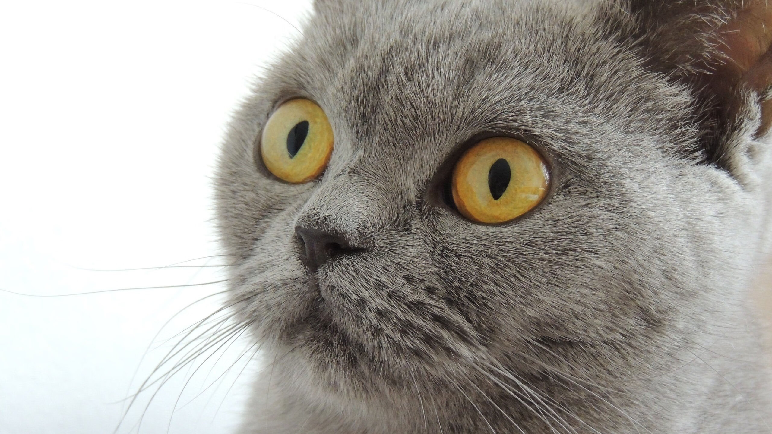 爱游戏APP-绿茵场外的绝杀，阿圭罗化身关键先生，卡塔尔如何一波带走美国？