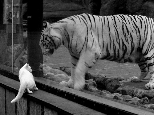 爱游戏娱乐-跨越波罗的海的叹息之墙，当皮克在北境月光下定义打穿