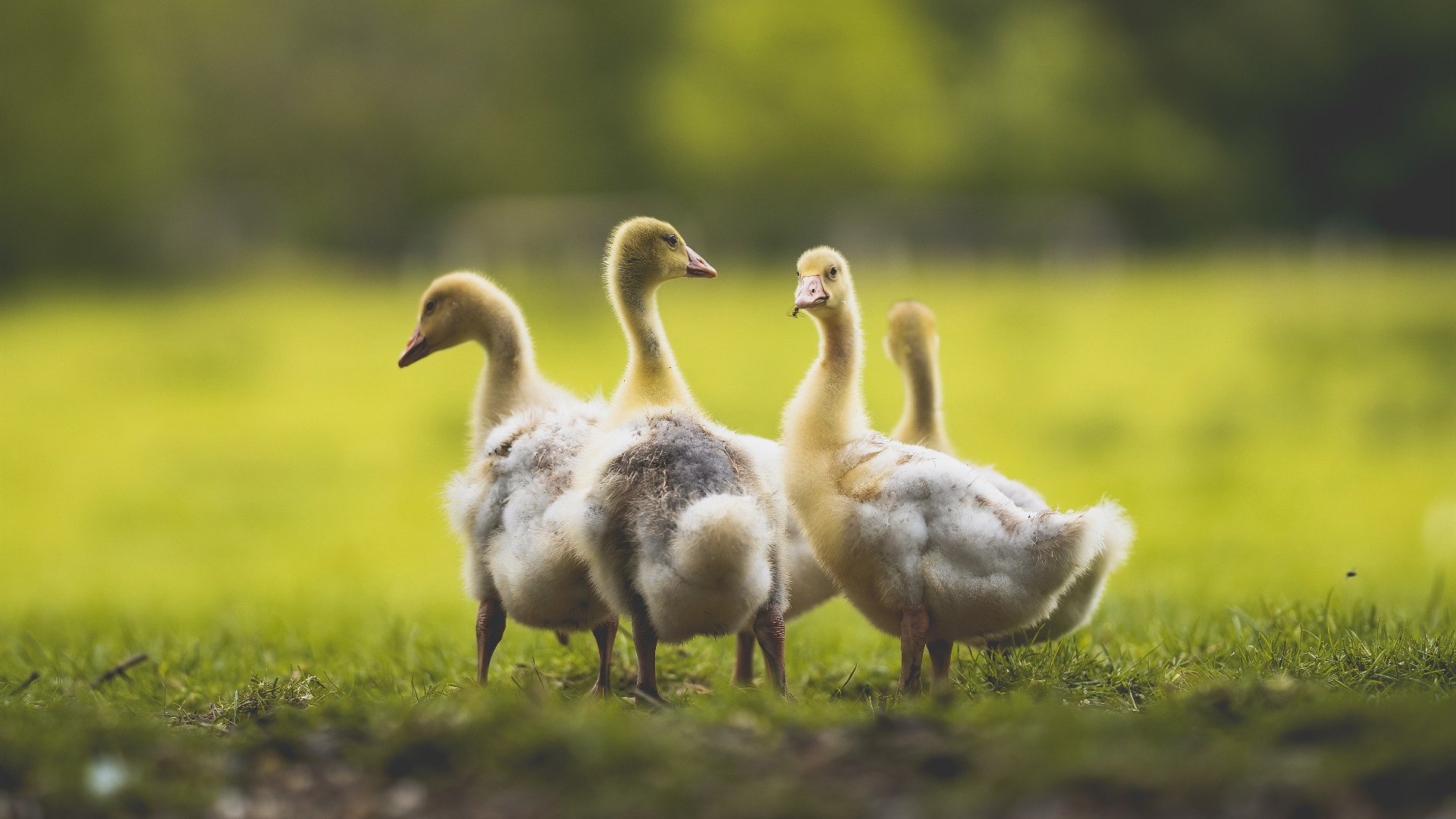 红龙啸海,巴尔韦德双响踏平路易二世球场