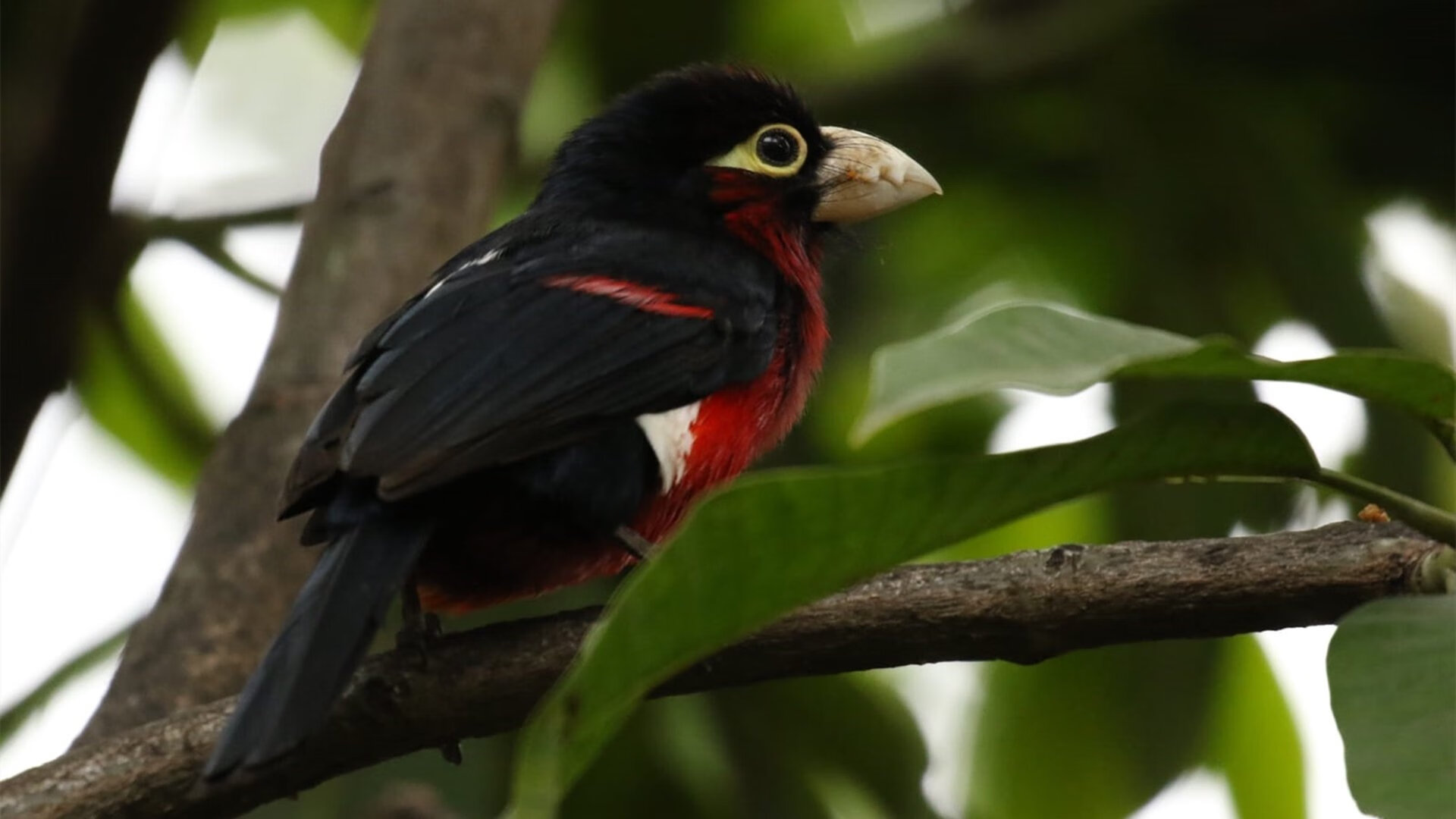 从贝蒂斯狩猎到温布利加冕,黄喜灿的黄金复仇与一个亚洲杀手的终极接管