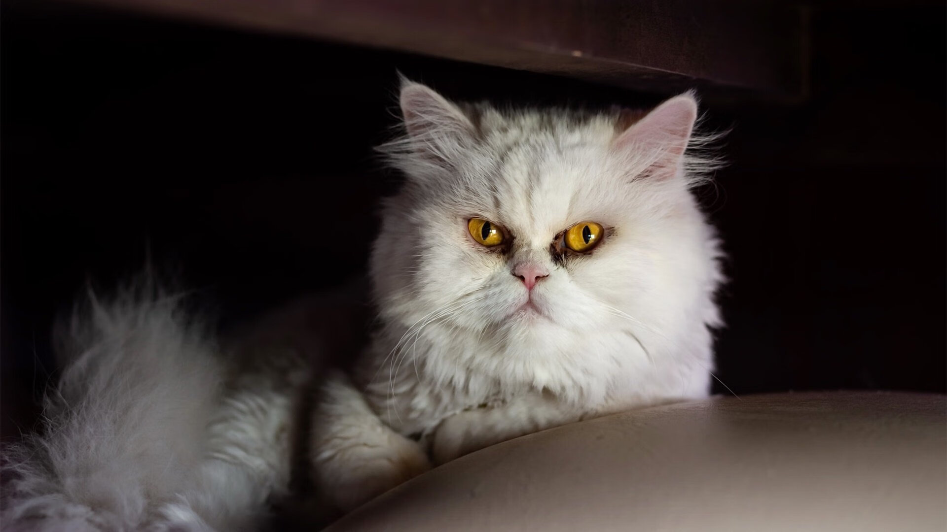 爱游戏大厅-终极跨界，牙买加闪电在超级赛道世界杯决赛圈正面击溃黄色潜水艇