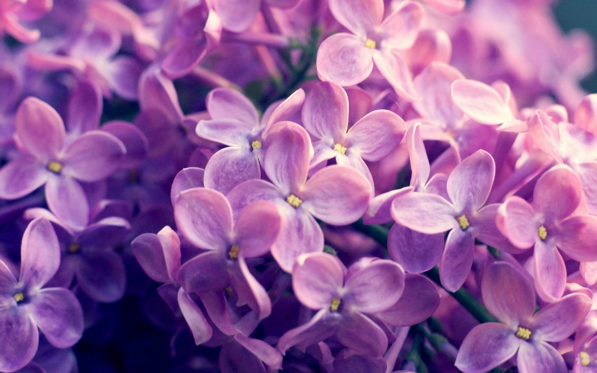 当质疑声如潮，范弗利特一针见血，火箭绝杀奇才，老将用行动为自己正名