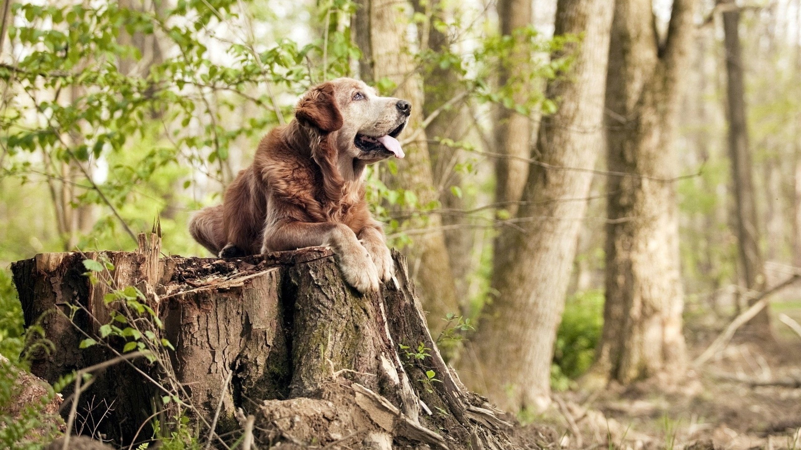 归化神迹!阿圭罗史诗级爆发助葡萄牙读秒绝杀,改写足球历史的一夜
