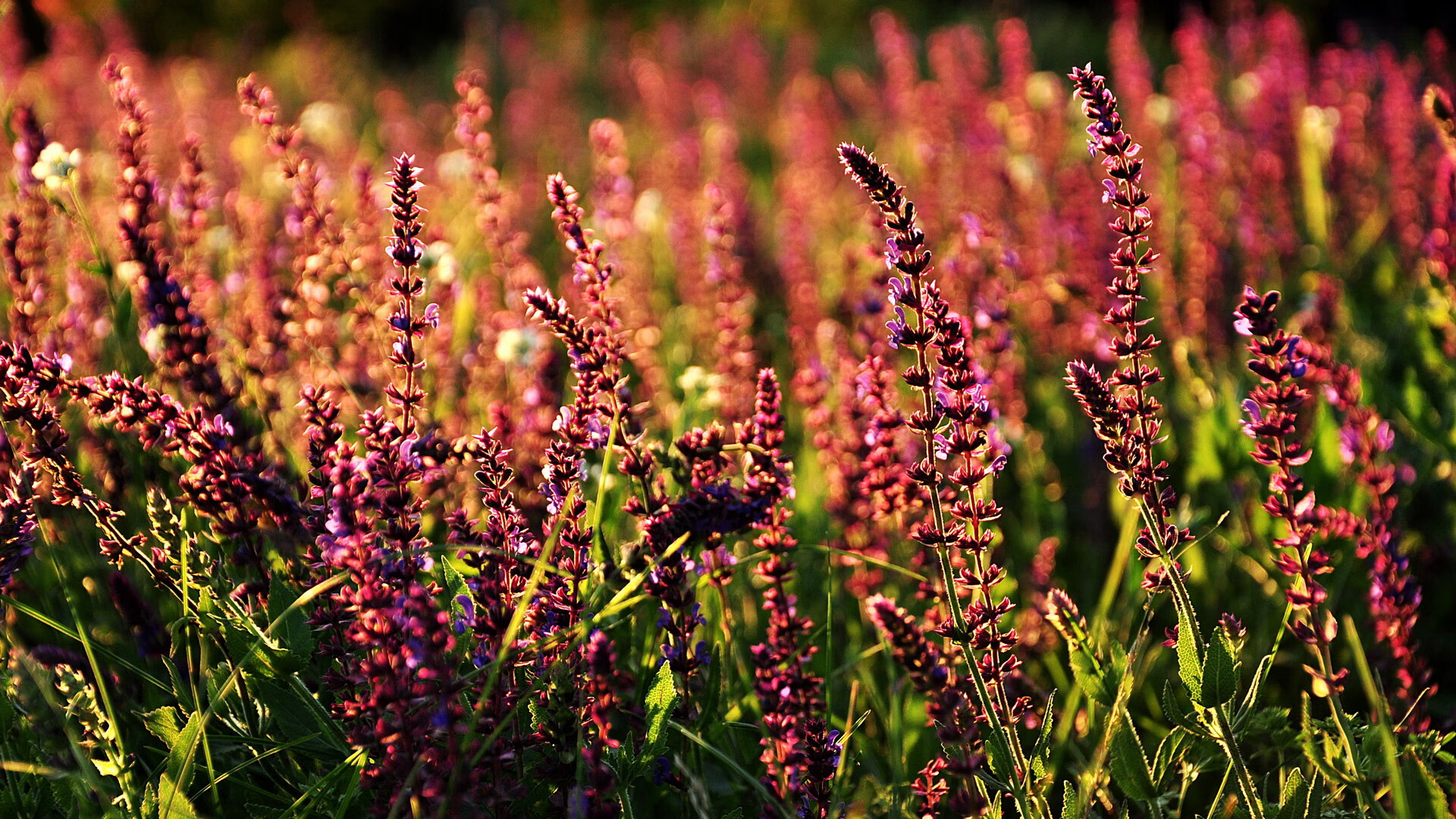 一,红魔尖刀显锋芒,非洲雄鹰摧枯拉朽—拉什福德关键战定乾坤,尼日利亚三球完胜安哥拉提前晋级二,关键先生拉什福德一剑封喉,尼日利亚高效出击终结悬念送安哥拉回家